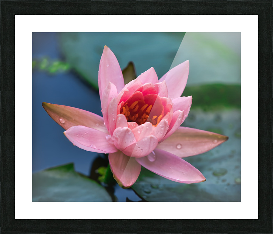   Water Lilies Picture Frame print