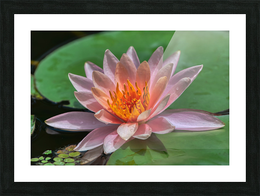   Water Lilies Picture Frame print