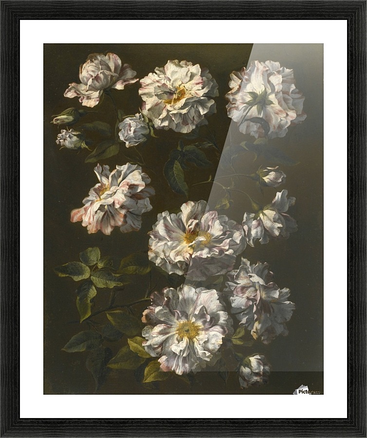 A study of striped white gallica roses Picture Frame print