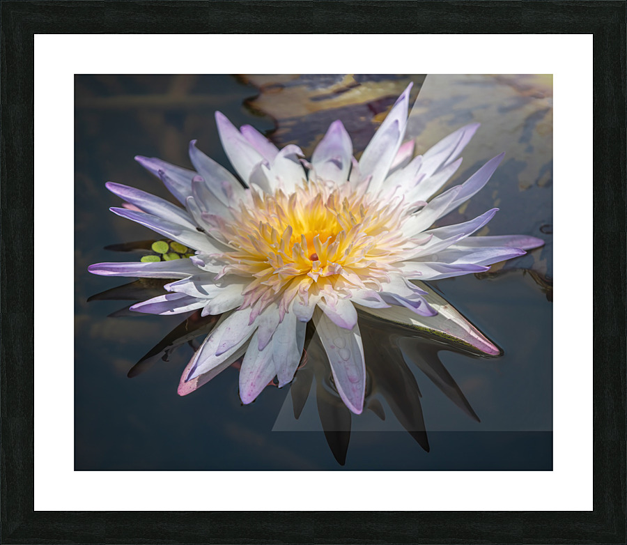   Water Lilies Picture Frame print