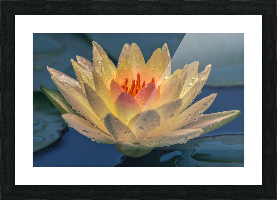 Water Lilies Picture Frame print