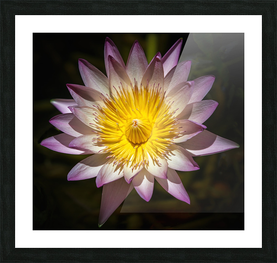    Water Lilies  Picture Frame print