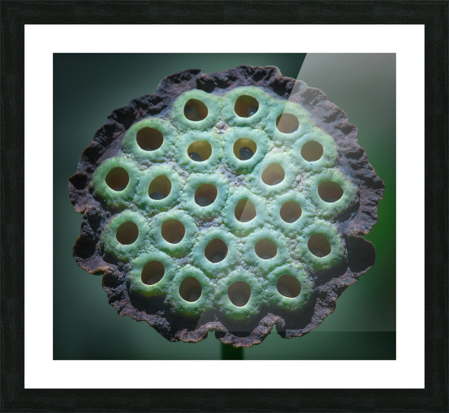 Fabulous Seed Pod of the Lotus Flower Picture Frame print