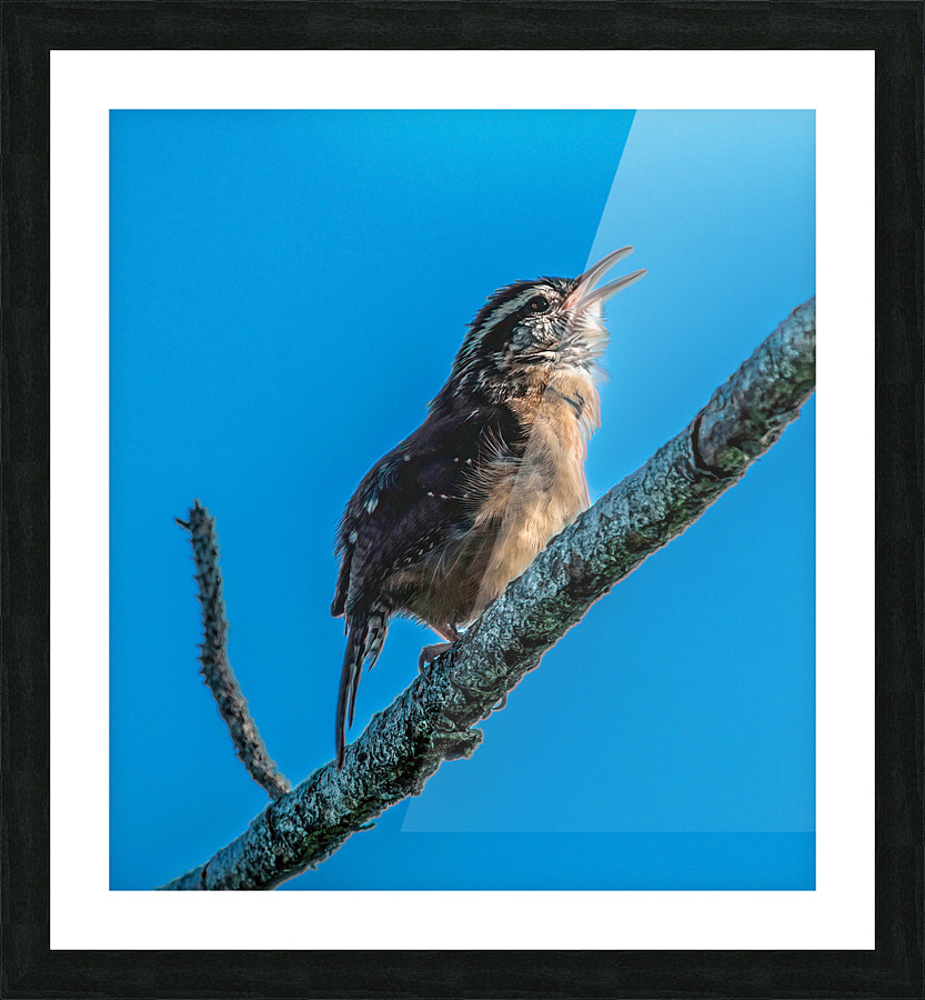  Caroline Wren Singing  Picture Frame print