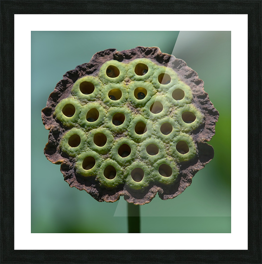 Fabulous Seed Pod of the Lotus Flower Picture Frame print