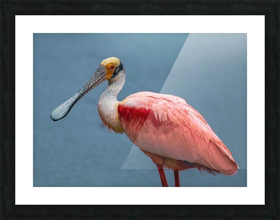 Roseate Spoonbill Picture Frame print