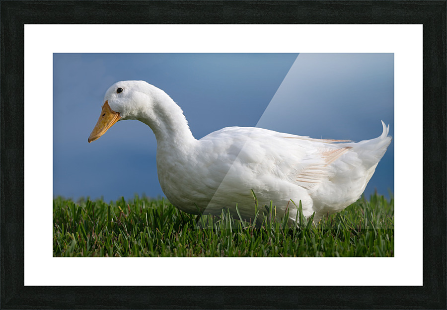 American Pekin Duck Picture Frame print