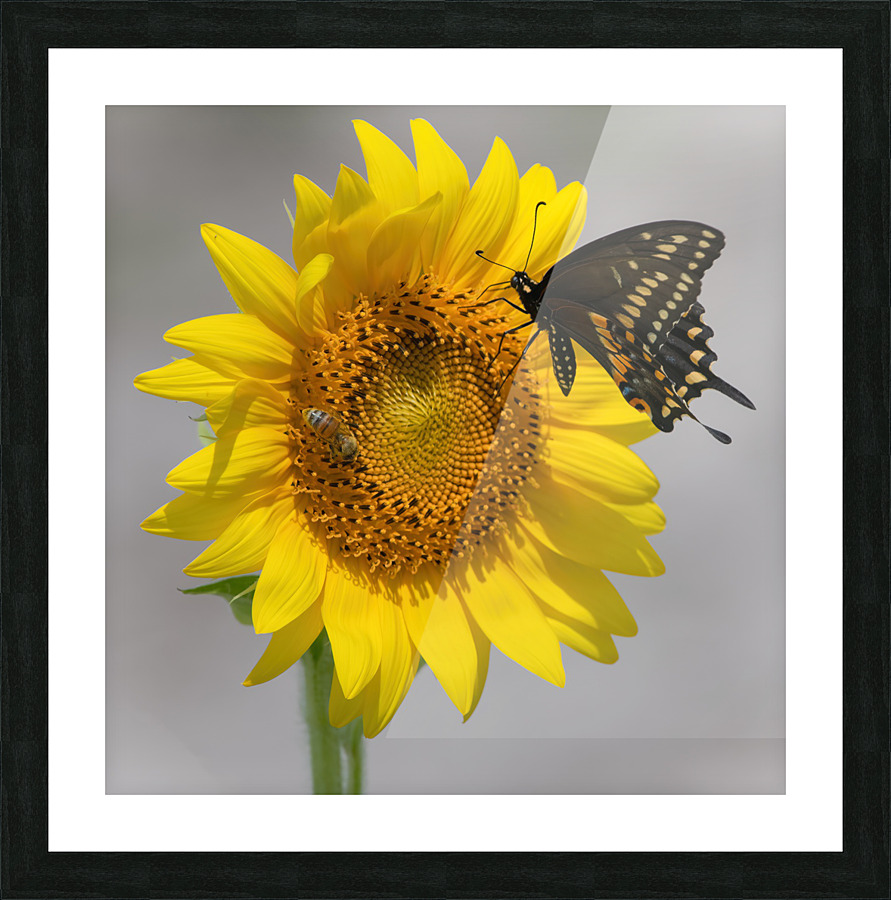 Sunflower & Butterfly Picture Frame print