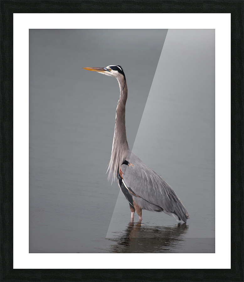 Great Blue Heron Picture Frame print
