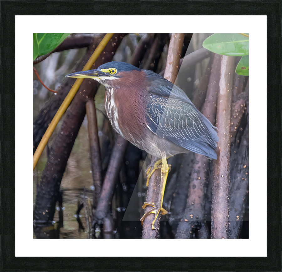 Green Heron  Picture Frame print