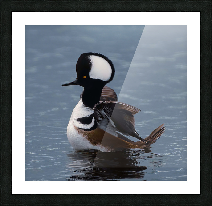 Hooded Merganser  Picture Frame print