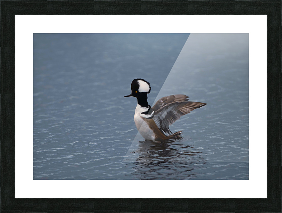 Hooded Merganser  Picture Frame print