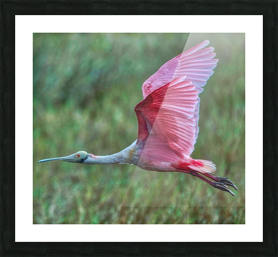 Roseate Spoonbill  Picture Frame print