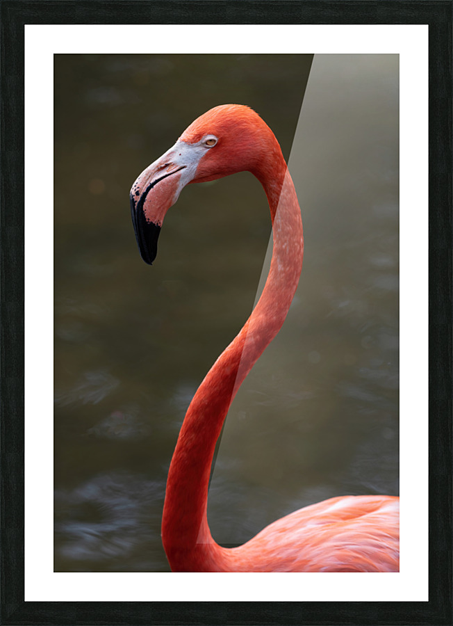 Pink Flamingo Picture Frame print