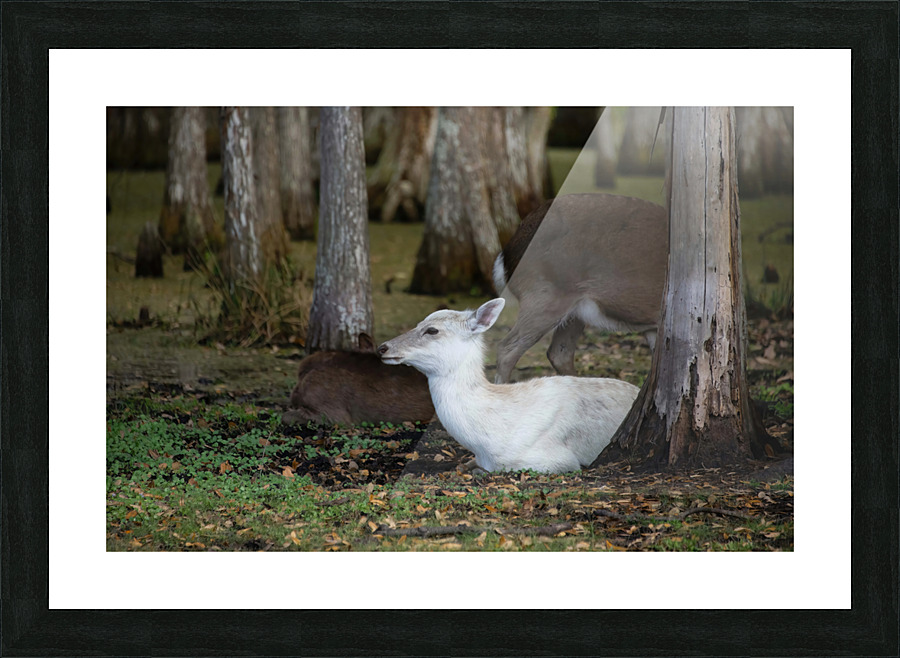 Cypress Forest Florida  Picture Frame print