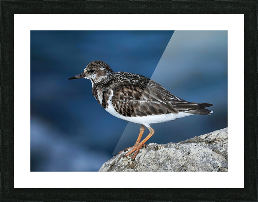 Sanderling Resting  Picture Frame print