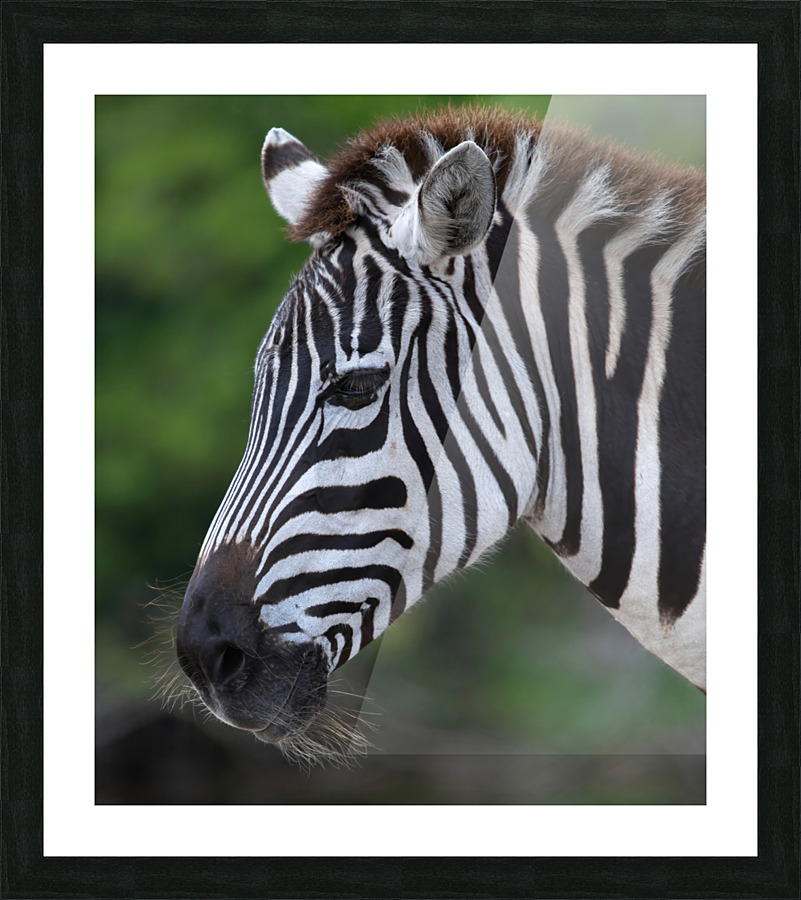 ZEBRA Picture Frame print