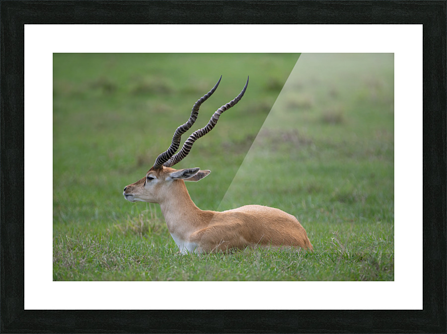  ANTILOPE Picture Frame print