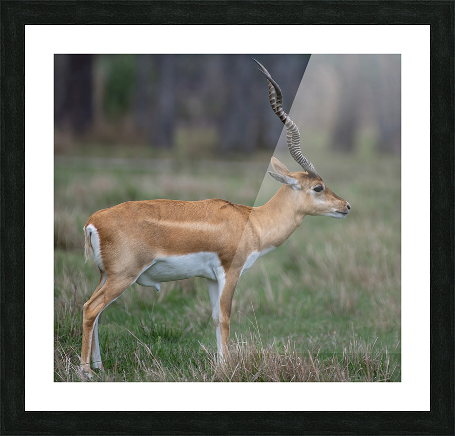  ANTILOPE Picture Frame print
