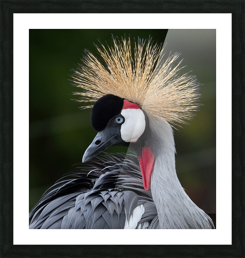 AFRICAN  CROWNED CRANE Picture Frame print