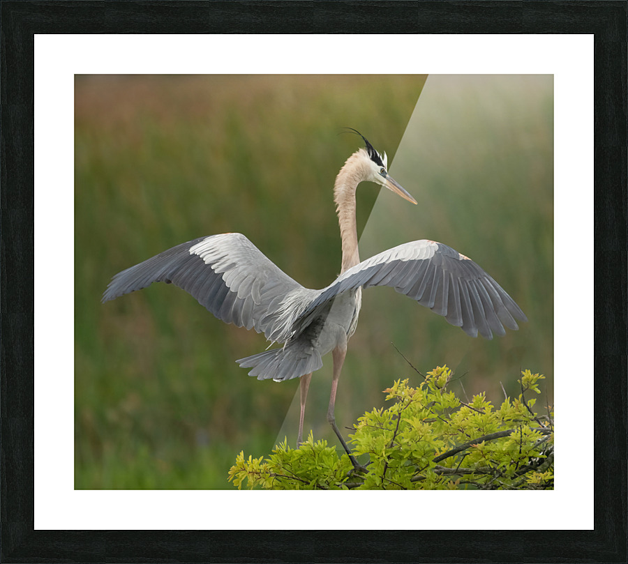 BLUE HERON VIERA  Picture Frame print