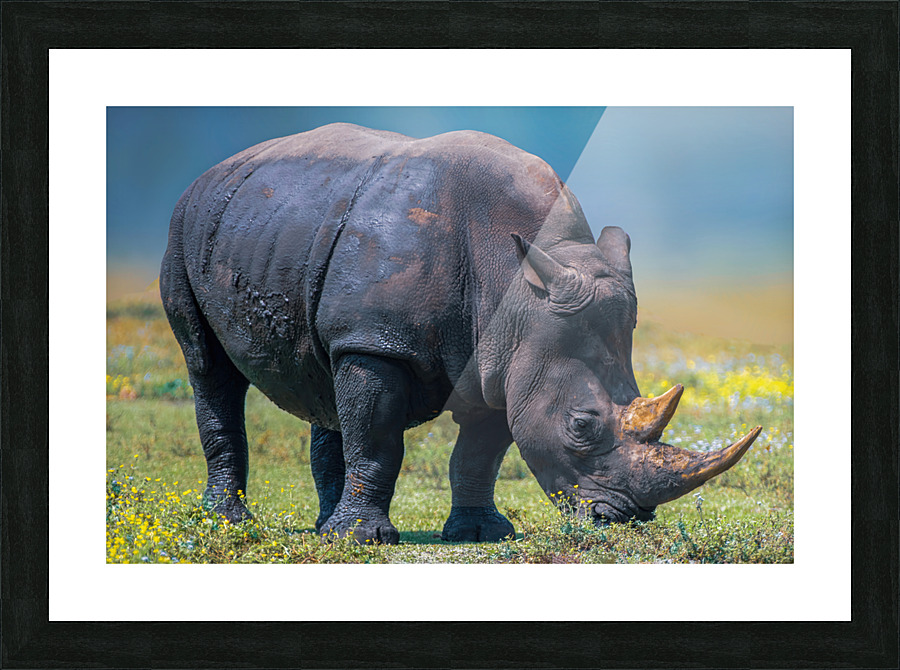 RHINO Picture Frame print