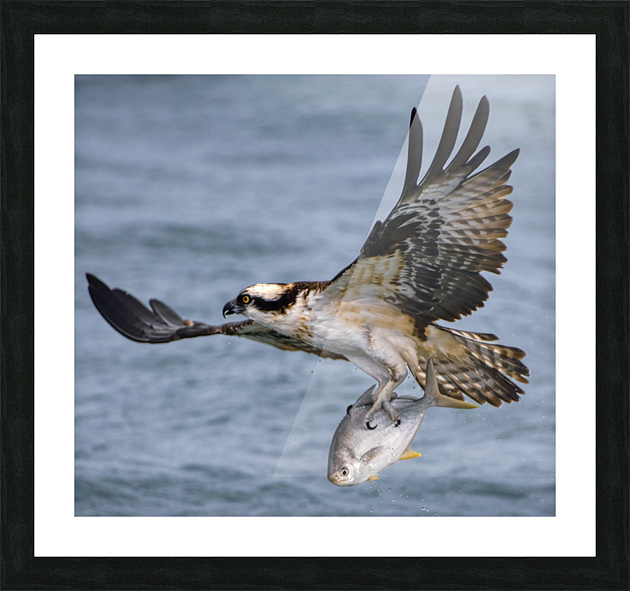 Osprey & Pompano Picture Frame print