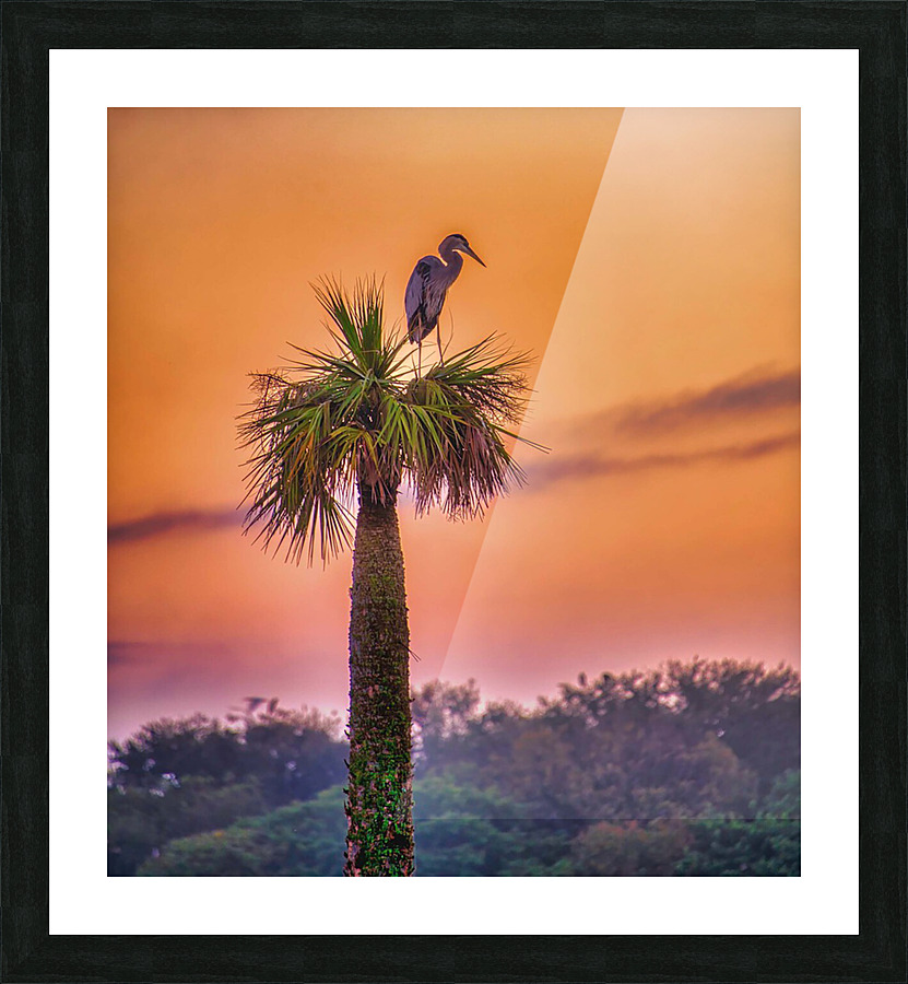 Sunset at Viera Wetlands Picture Frame print