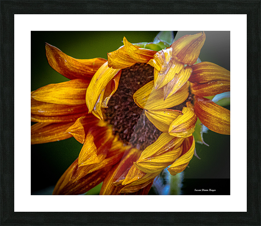 Southern Breeze Picture Frame print