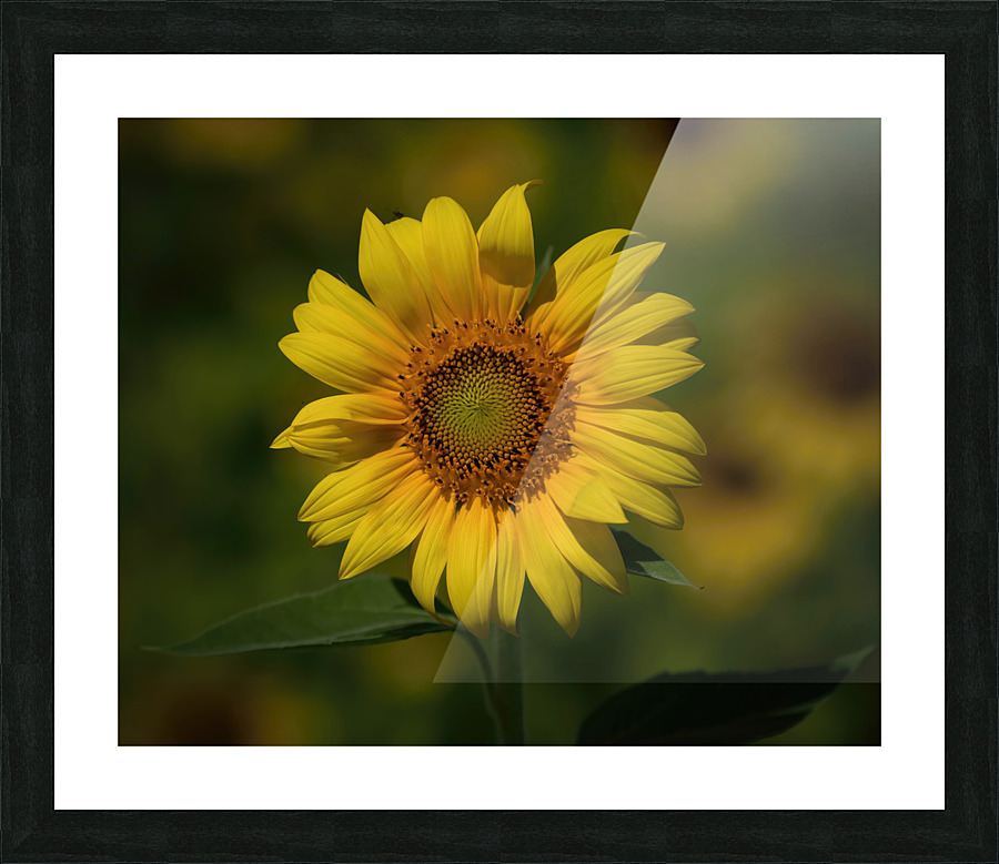  Sunflowers   MORNING SUNSHINE Picture Frame print