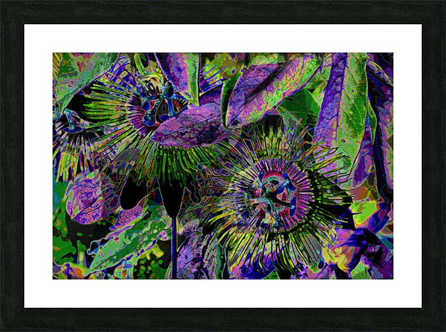 PASSION FLOWERS  Picture Frame print
