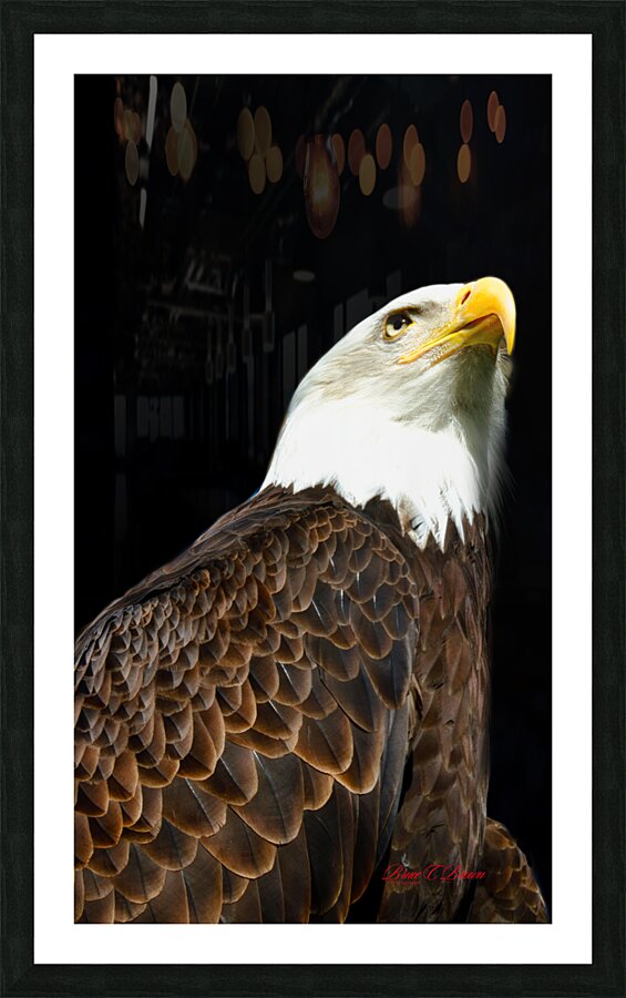 Bald Eagle Picture Frame print