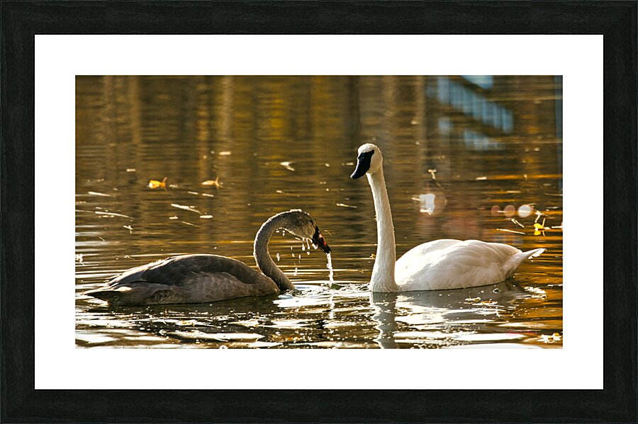White and Gray Swans Picture Frame print