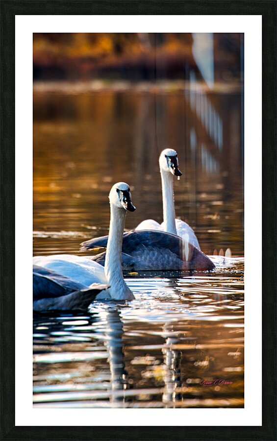 Swan Pair Picture Frame print