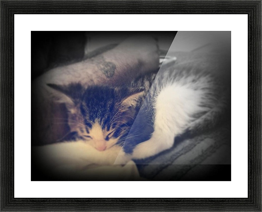 sleepy cortez Picture Frame print