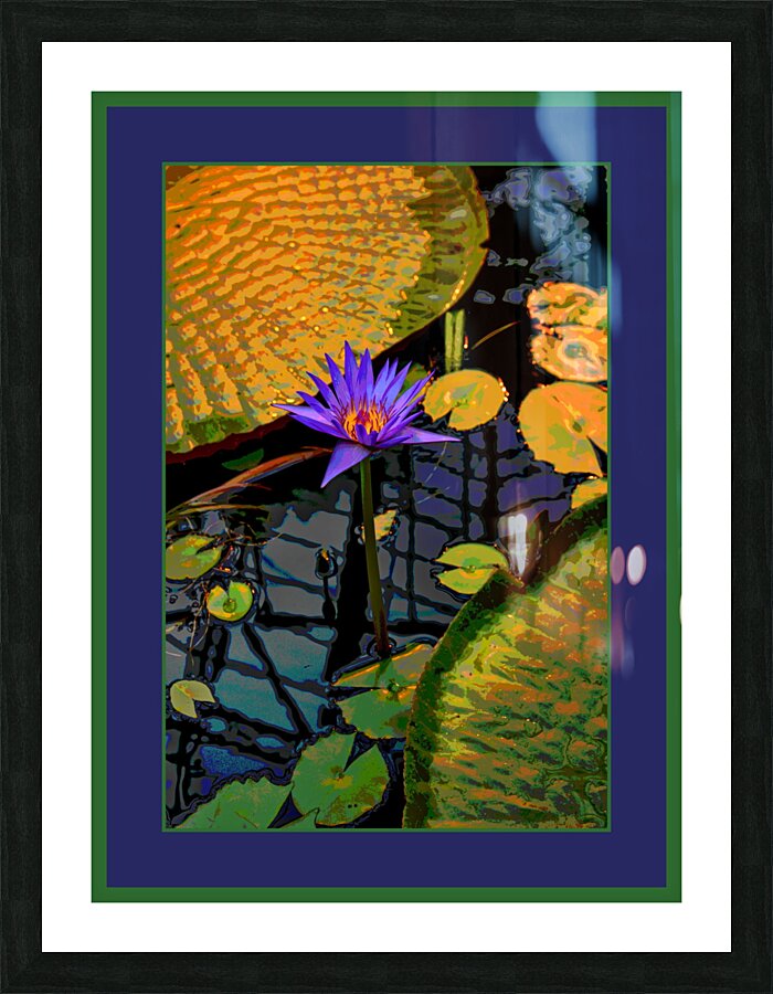 WATER LILLY  Picture Frame print