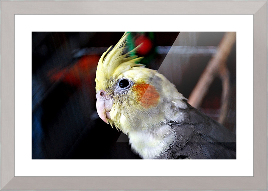 2591 Picture Frame print