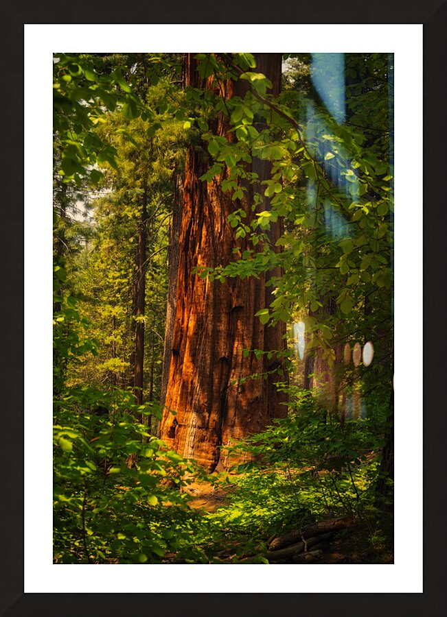 Towering Giant Sequoia Tree  Mariposa Groves Picture Frame print