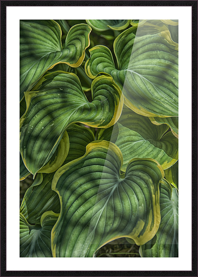 large plant leaves Picture Frame print