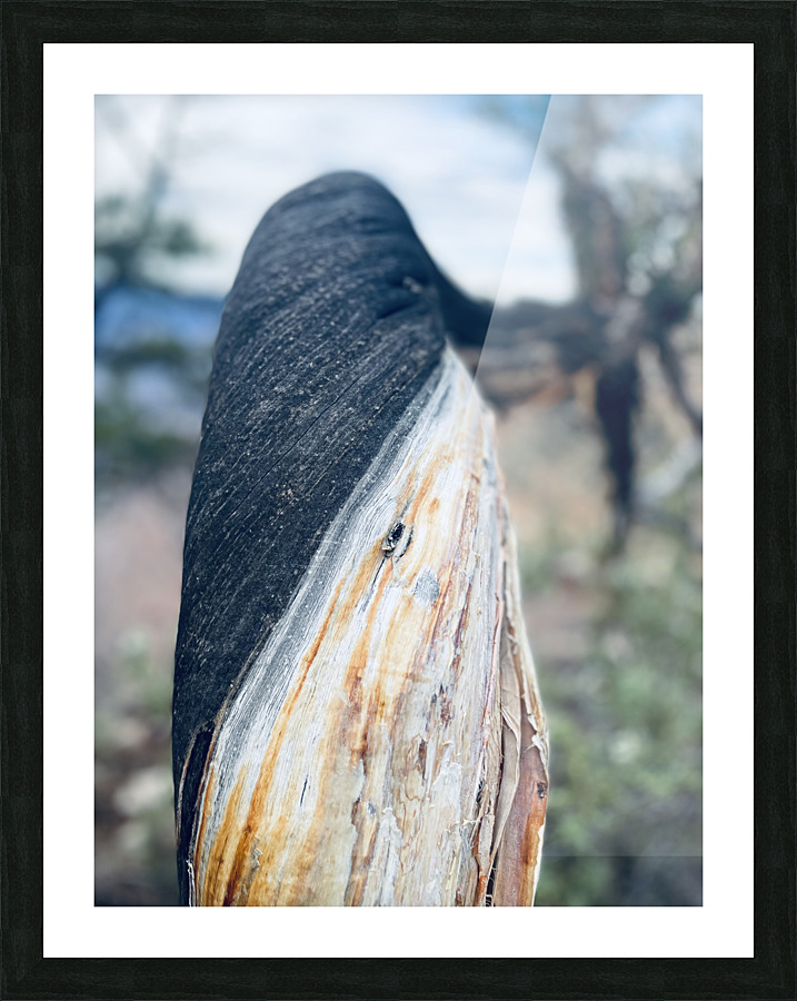 6BBE68EB 1EE1 478F 97FC 4ADC1EBFAC9B Picture Frame print