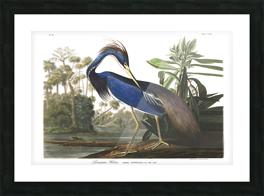 24x36 lou heron Picture Frame print