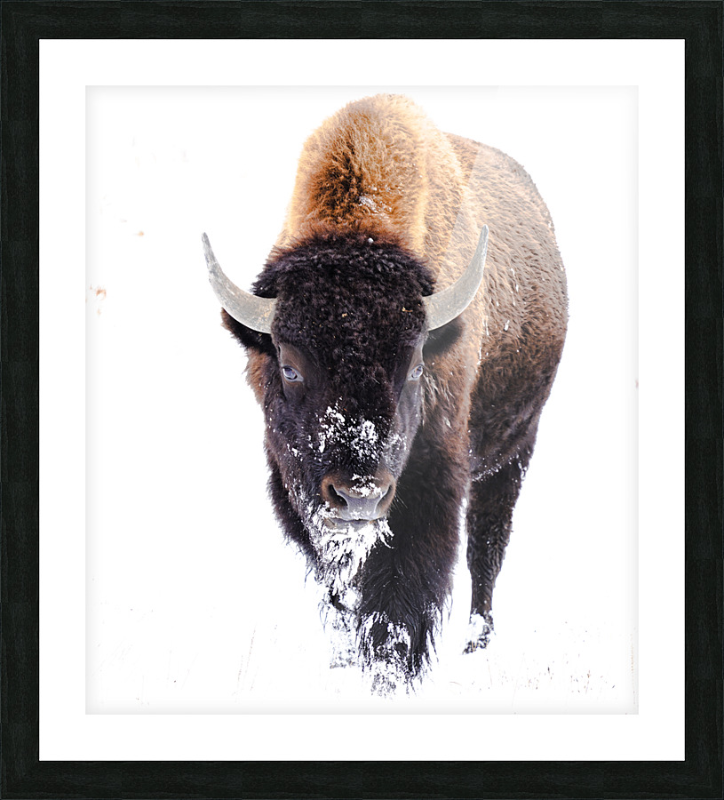 DSC04079 2 Picture Frame print