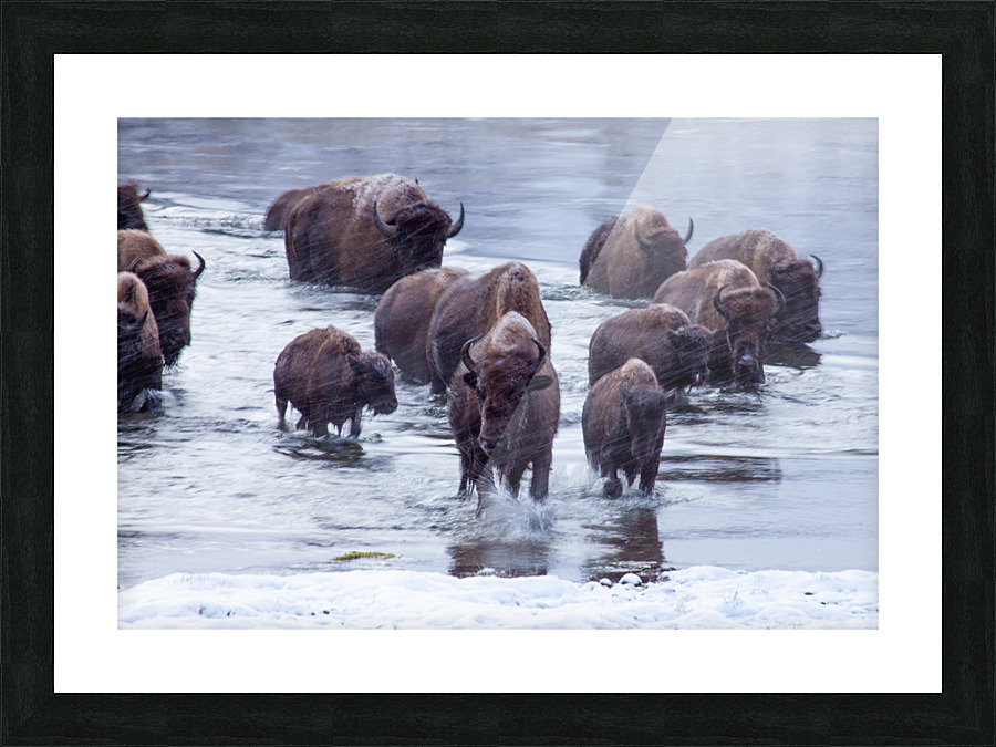 IMG 2895 Picture Frame print