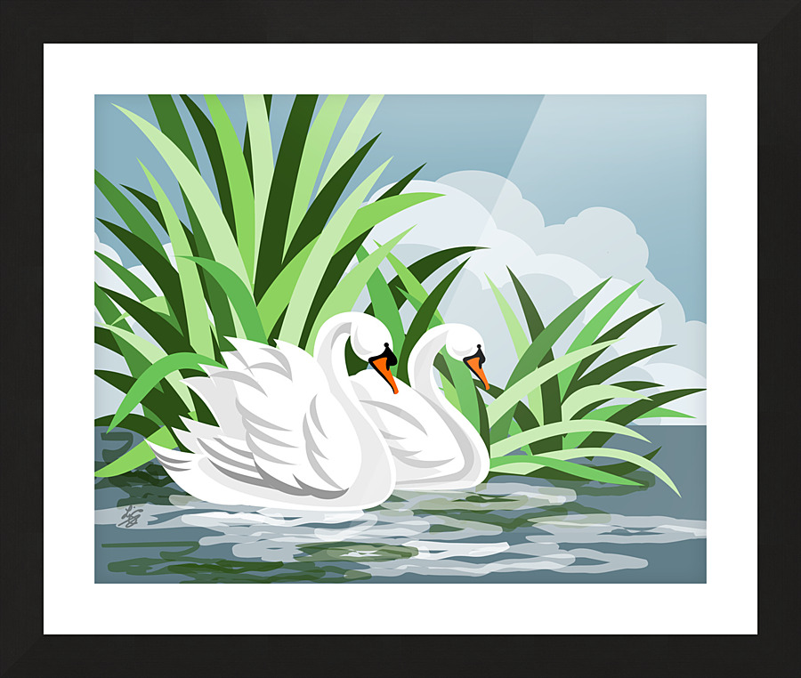 Mute Swans Picture Frame print