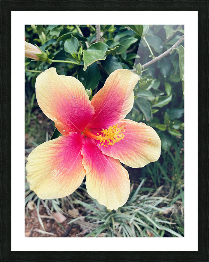 4E876D4E 8694 4A9D 987A ACCFED873125 Picture Frame print