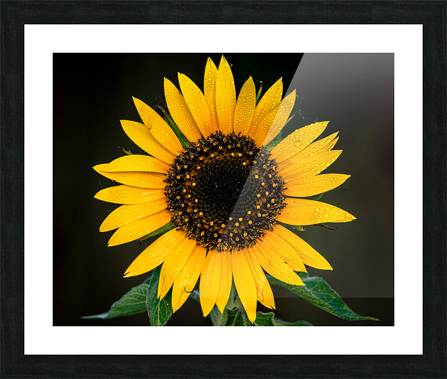 My First Sunflower Picture Frame print
