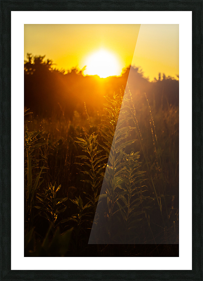 Nature Photography - A Crown - Indian Camp Creek Wentzville Picture Frame print