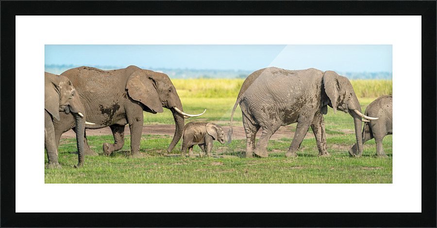 Elephants in a Row   Baby in Middle  Picture Frame print