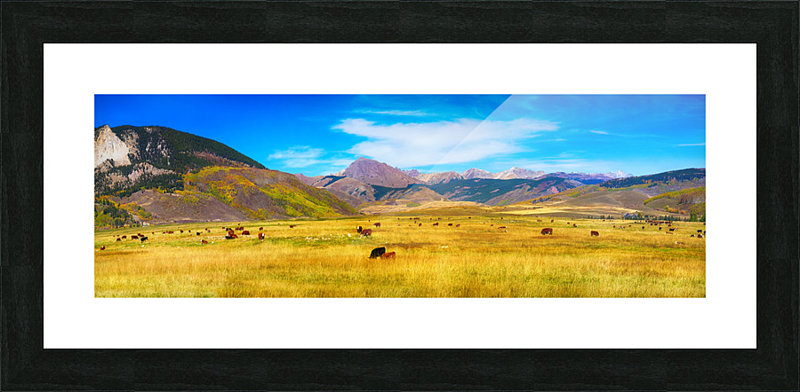 Cattle Grazing Autumn Panorama Picture Frame print