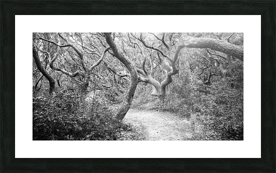 2022 Sept 27 ElliotCouesTrl03 Picture Frame print